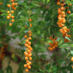 Multiple, draping yellow-orange clusters of fruit from the golden dewdrop tree.