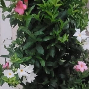 Large vining, potted Mandevilla with white and pink blooms