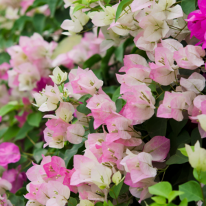 Close up of Pink and White Bougainvillea