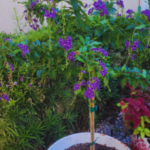A blooming, bonsai, Duranta Erecta or Sapphire Showers plant with multiple purple flowers in front of green shrub hedge.