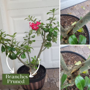 Potted desert rose with infected stem requiring pruning